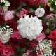 5d red pink roses flower hydrangea baby breath artificial floral wall wedding backdrop decor