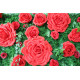 big rose cloth flower wall fabric rollin up reed pampas grass curtain floral wall wedding backdrop party event props