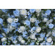 light blue rose and white rose artificial flower wall backdrop