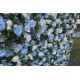 light blue rose and white rose artificial flower wall backdrop