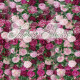 luxury artificial pink fuchsia rose flower wall roll up hanging fabric cloth mixed floral wall for wedding home office party bridal shower decor backdrop