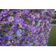 luxury light purple roses purple hydrangea 5d cloth flower wall backdrop